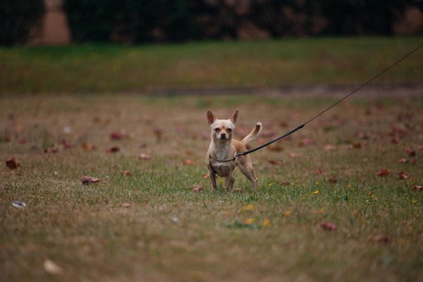 Cozy living room ideas for UK homes?