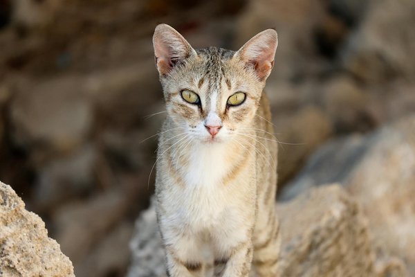 How can you prepare a mouthwatering Cornish pasty at home?